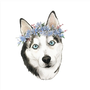 Flower Crown Husky Sticker