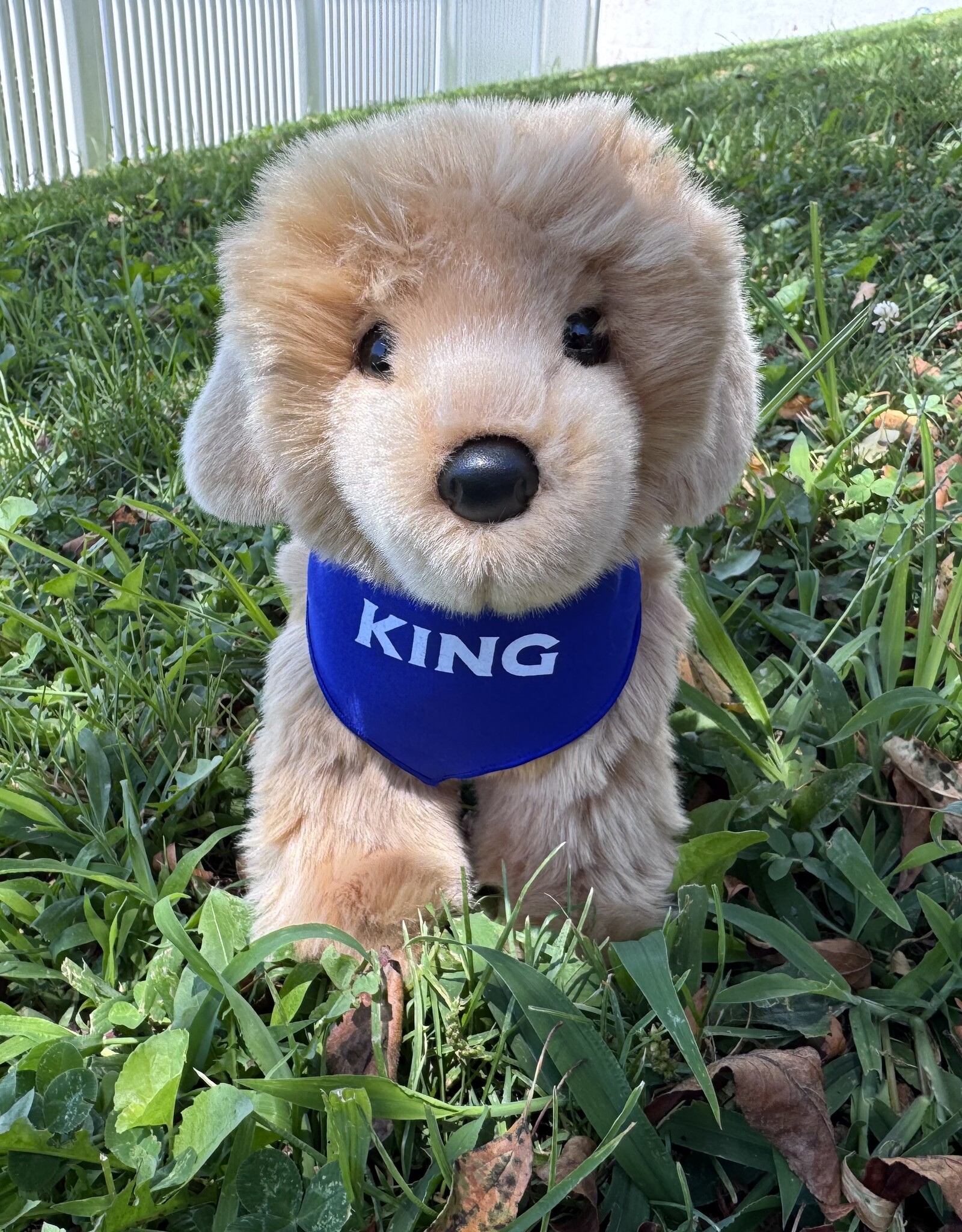 Douglas KING Puppy with Bandana
