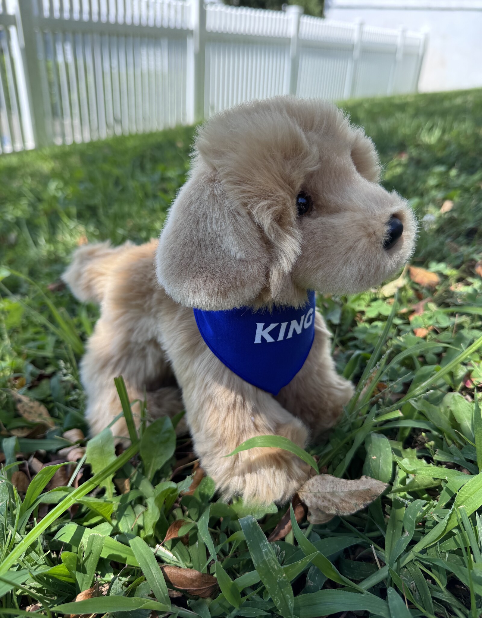 Douglas KING Puppy with Bandana