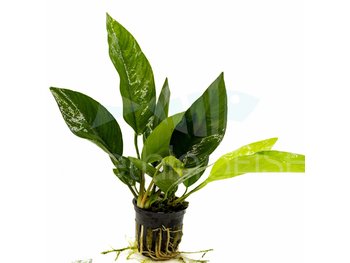 Anubias Nangi Plant Pot