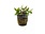 Crypt Green Wendtii Plant Pot