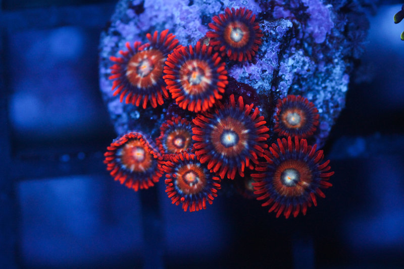 Something Fishy Speckled Fire and Ice Paly/Zoa