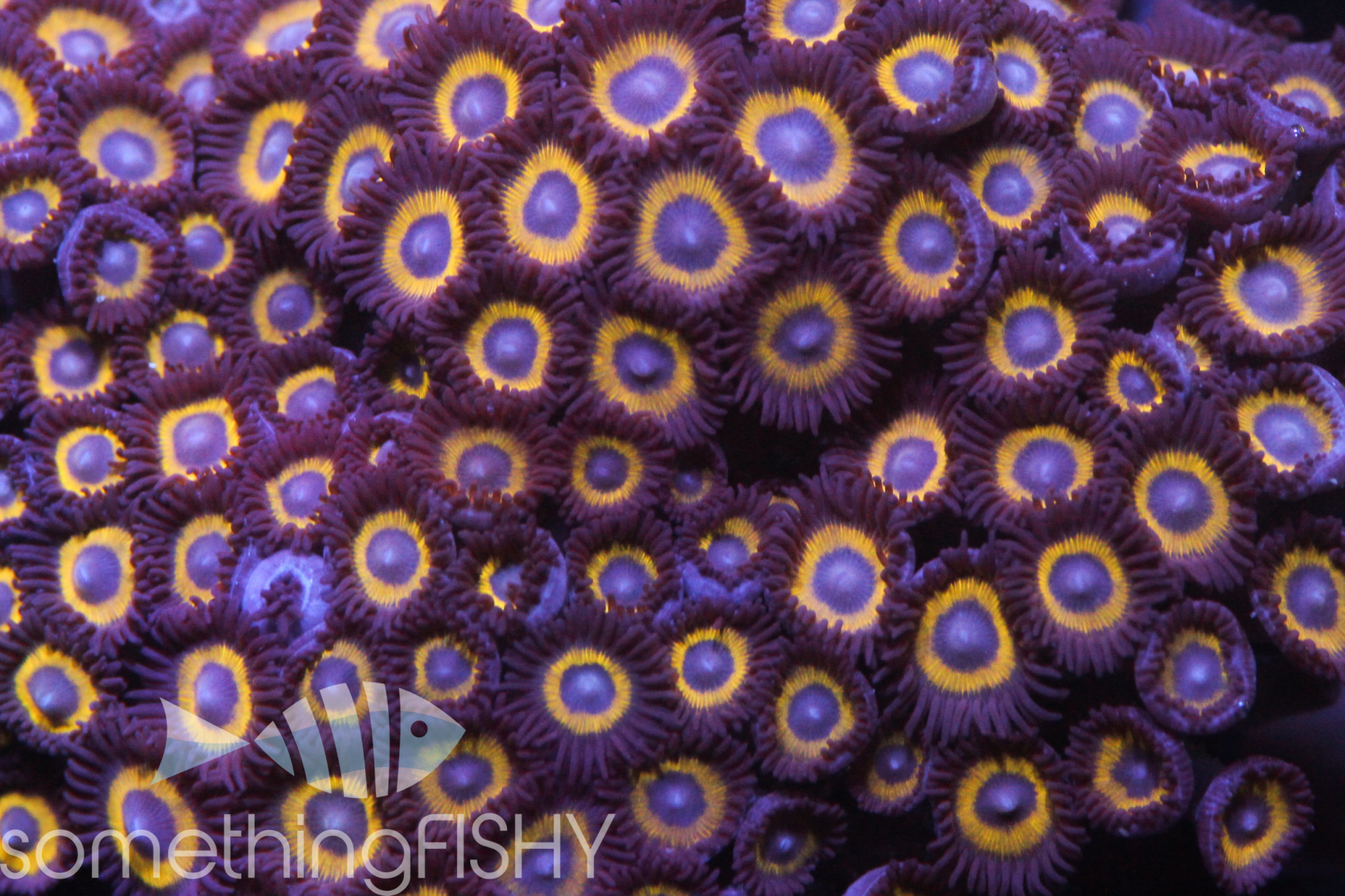 Yellow Submarine Paly/Zoa Somethingfishy Tropicals
