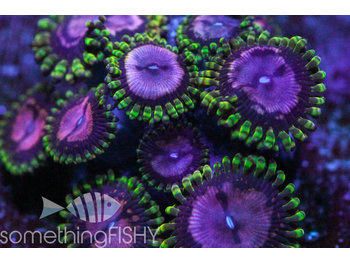 Something Fishy Purple Space Monster Paly/Zoa