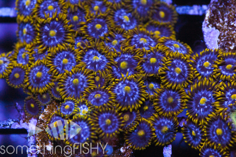 Something Fishy Blueberry Fields Paly/Zoa