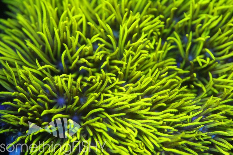Something Fishy Neon Green Star Polyp