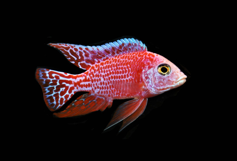 Aulonocara Firefish Cichlid