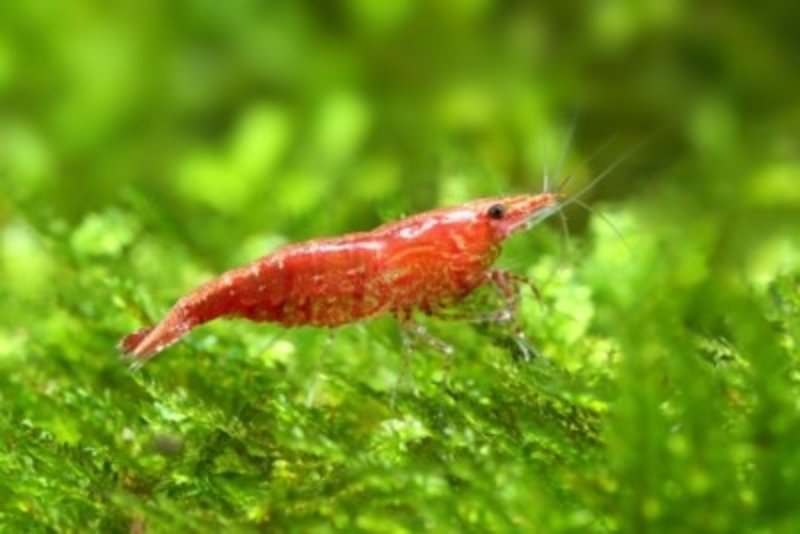 live mini shrimp