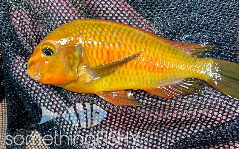 Something Fishy Tropheus Golden Kazumba 1"