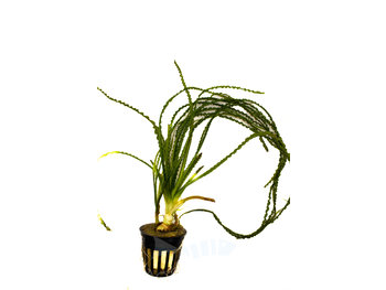 Crinum Calamistratum Plant Pot