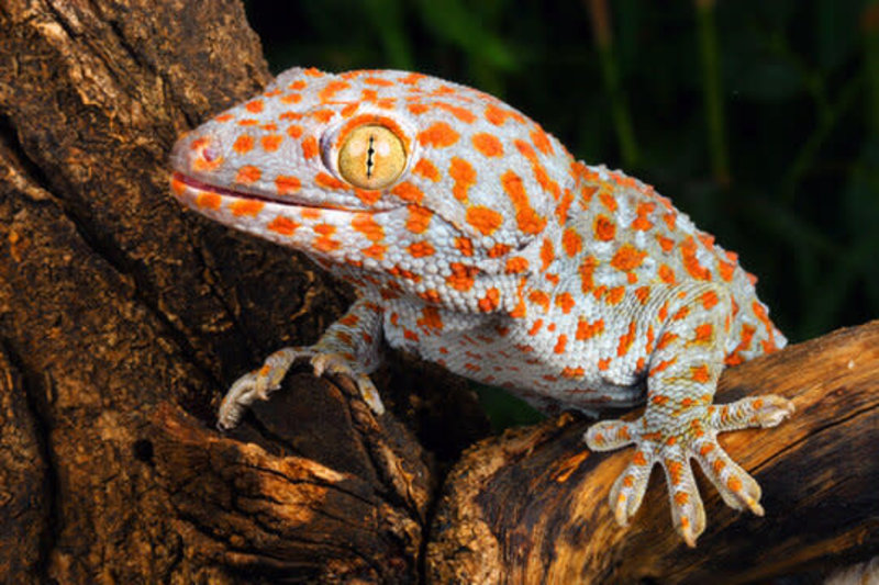 Tokay Gecko XL