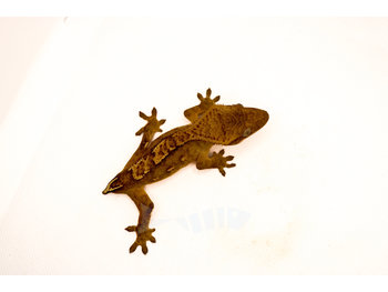 Crested Gecko Pinstripe - WYSIWYG