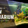 Starting a new aquarium