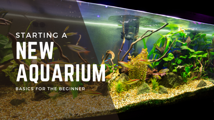 Starting a new aquarium