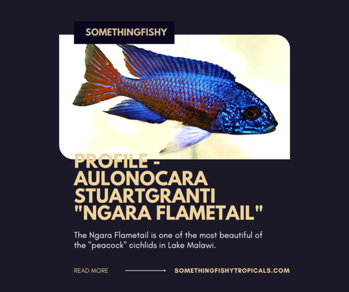 Ngara Flametail