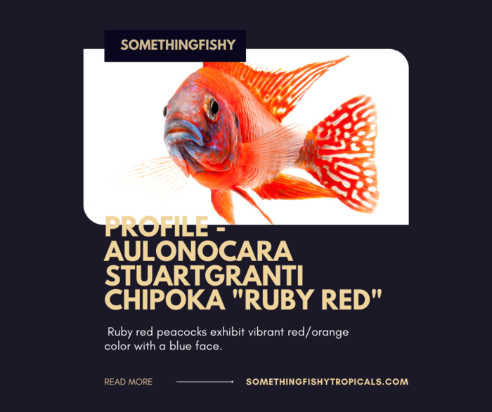 Ruby Red Peacock
