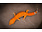 Tangerine Tornado/Inferno Male Leopard Gecko - WYSIWYG 012