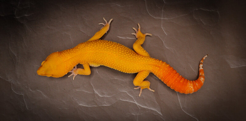 Bell Albino Sunglow  Female Leopard Gecko - WYSIWYG 024