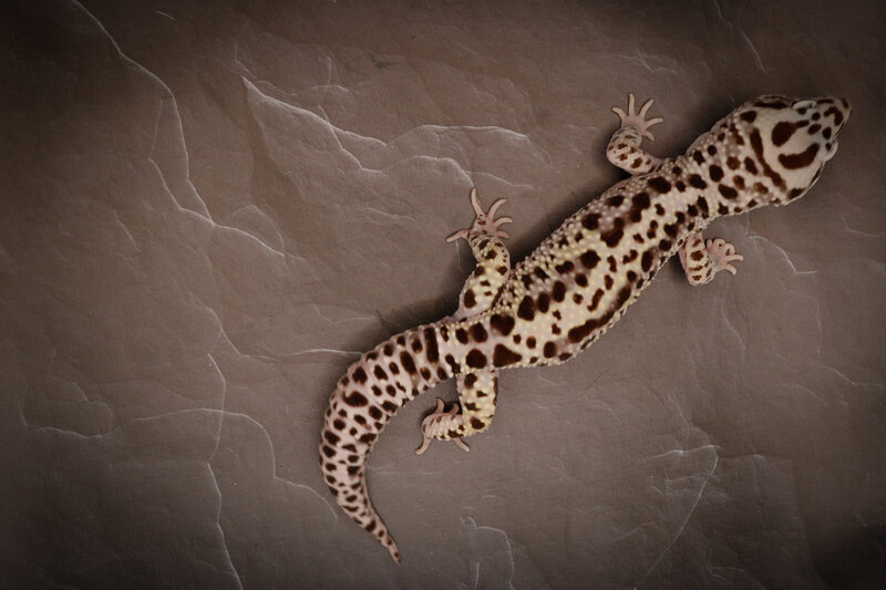 Bandit Bold Stripe Lavender Male Leopard Gecko - WYSIWYG 014