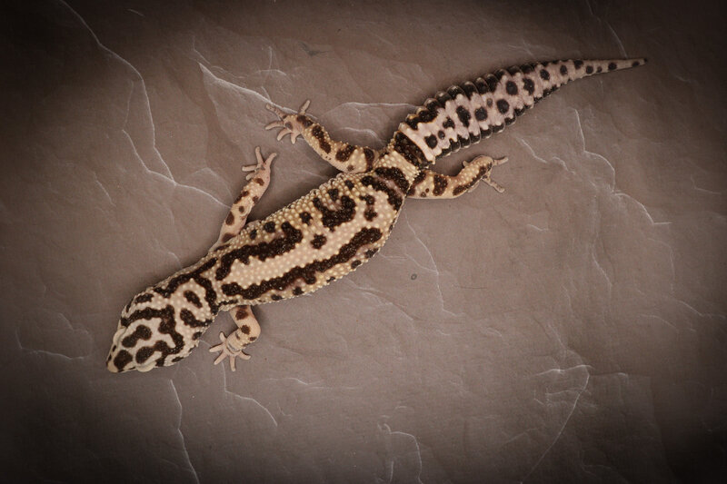 Bandit Bold Stripe Female Leopard Gecko - WYSIWYG 005