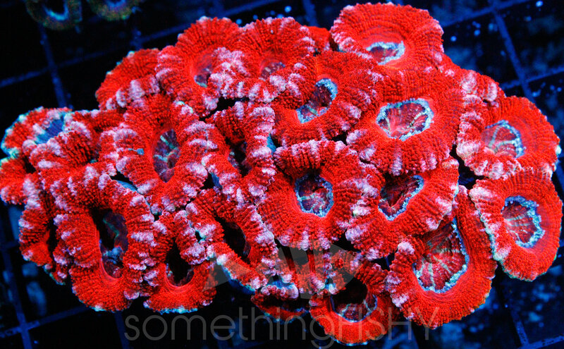 Ultra Red/Pink Striped Acan LPS