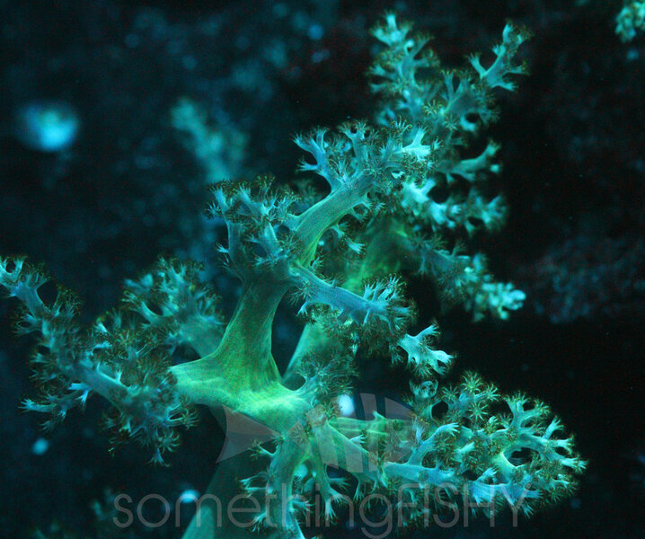 Green Kenya Tree Soft Coral