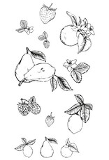 Sizzix Sizzix Clear Stamps Set 19 pcs Botanical Fruit by Lisa Jones