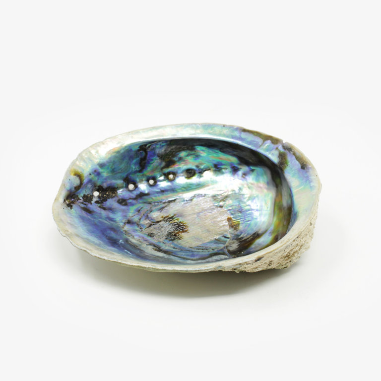 Abalone Smudge Shell