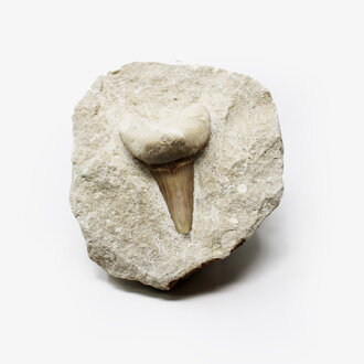 Shark Tooth in Matrix - Large