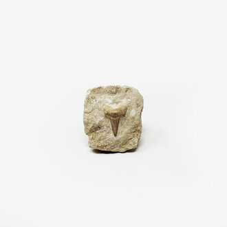 Shark Tooth in Matrix - Small