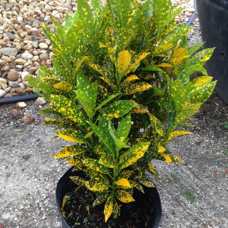 Gold Dust Croton 3 Gallon