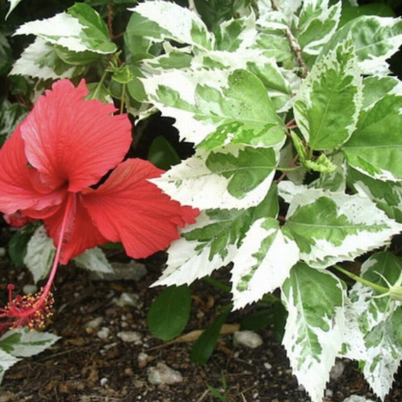 Snow Queen Hibiscus 3 gallon