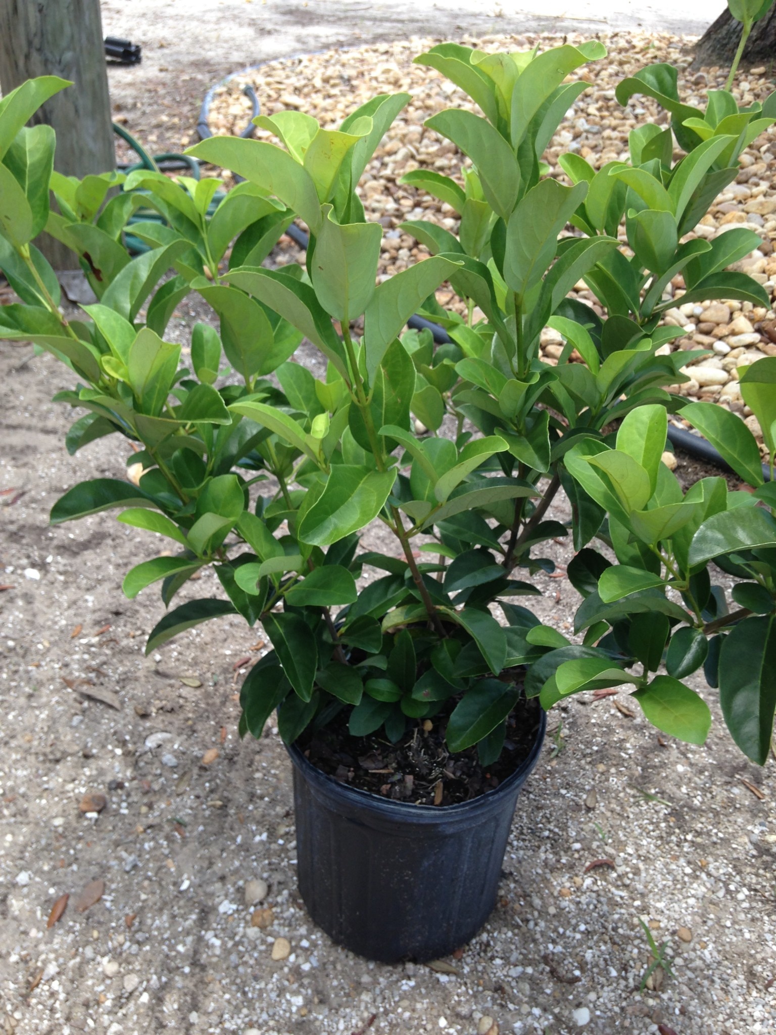 Viburnum Odoratissimum 3 gallon ROBBINS NURSERY