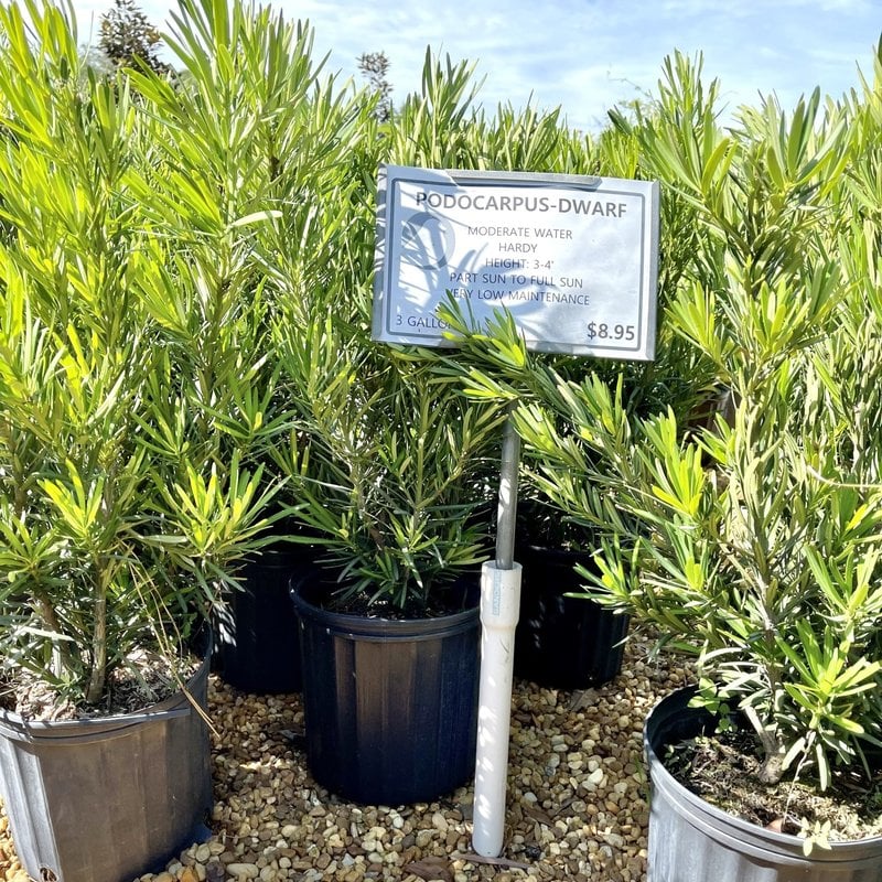Podocarpus Pringle Dwarf 3 gallon