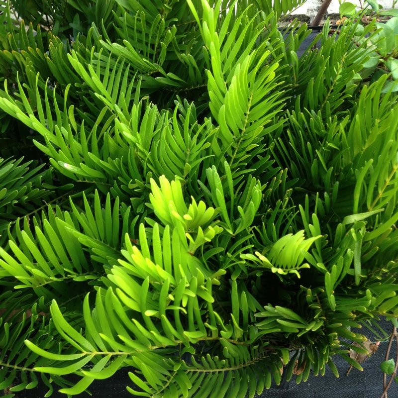 Coontie Palm 3 gallon