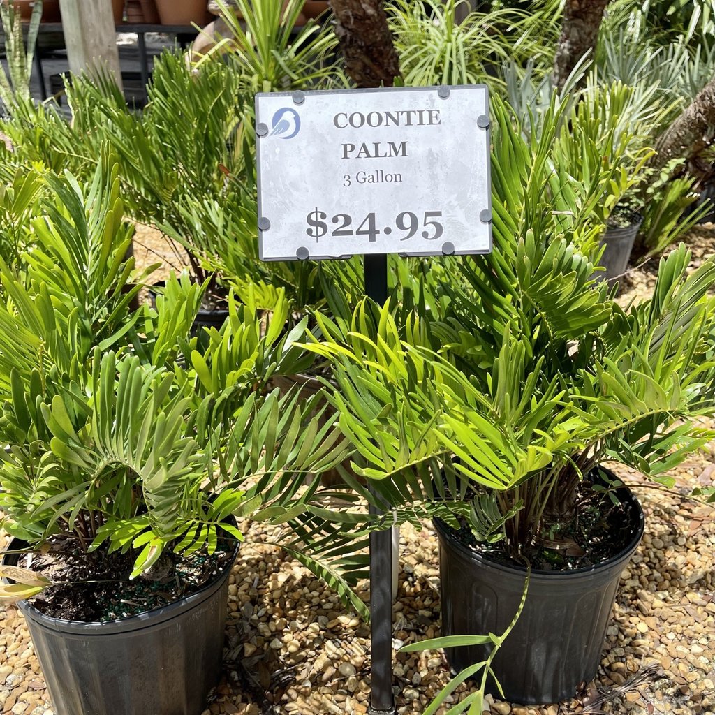 Coontie Palm 3 gallon