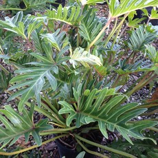 Philodendron Xanadu 3 gallon