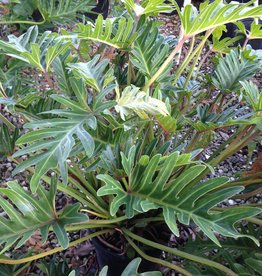 Philodendron Xanadu 3 gallon