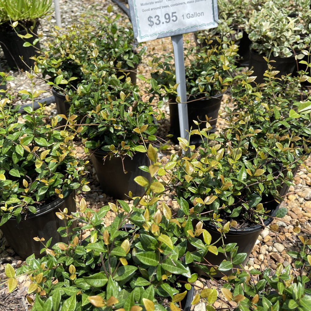 Jasmine Asiatic 1 gallon ROBBINS NURSERY