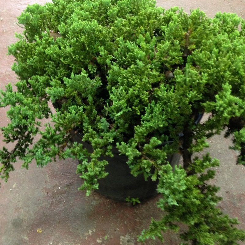 Procumbens Nana Juniper 3 Gallon