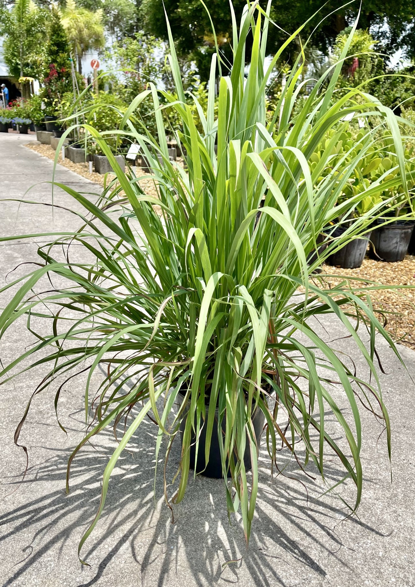 https://cdn.shoplightspeed.com/shops/639611/files/33670286/grass-lemon-3-gallon.jpg