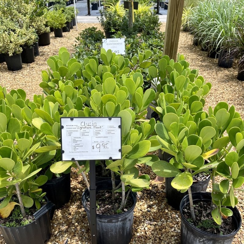 Desert Rose 3 Gallon