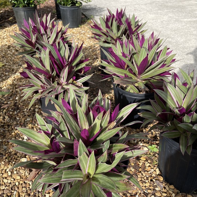 Ground Covers ROBBINS NURSERY