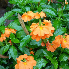 Crossandra Orange 3 Gallon