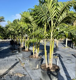 Triple Adonidia ‘Christmas Palm’ 25 Gallon