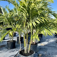 Triple Adonidia ‘Christmas Palm’ 25 Gallon
