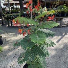 Poinciana Royal Red/Orange Dwarf 5/7 gallon