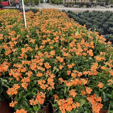 Crossandra Orange 3 Gallon