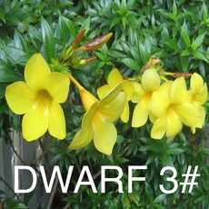 Dwarf Allamanda 3 Gallon