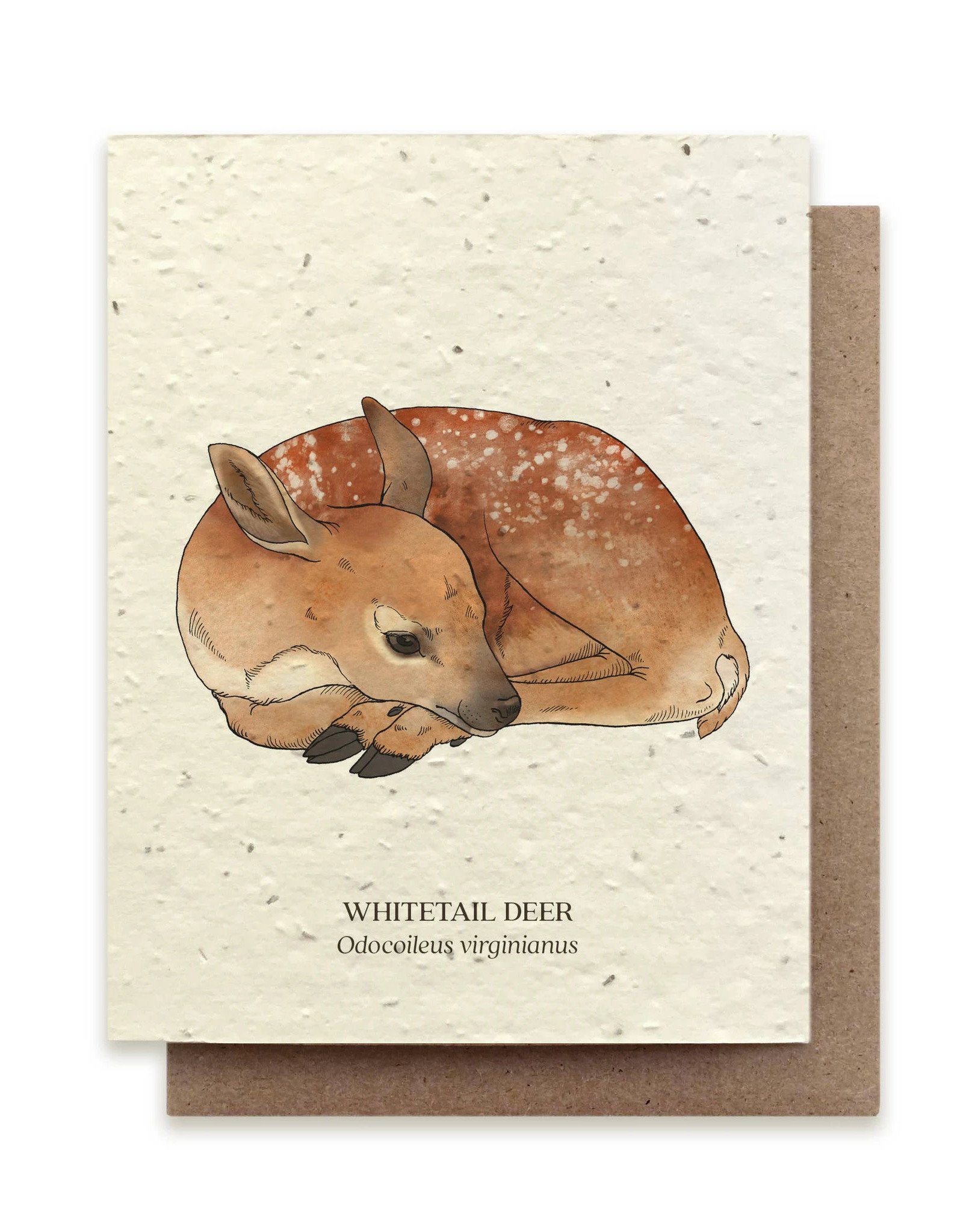 Bower Studio Plantable Wildflower Cards Whitetail Deer